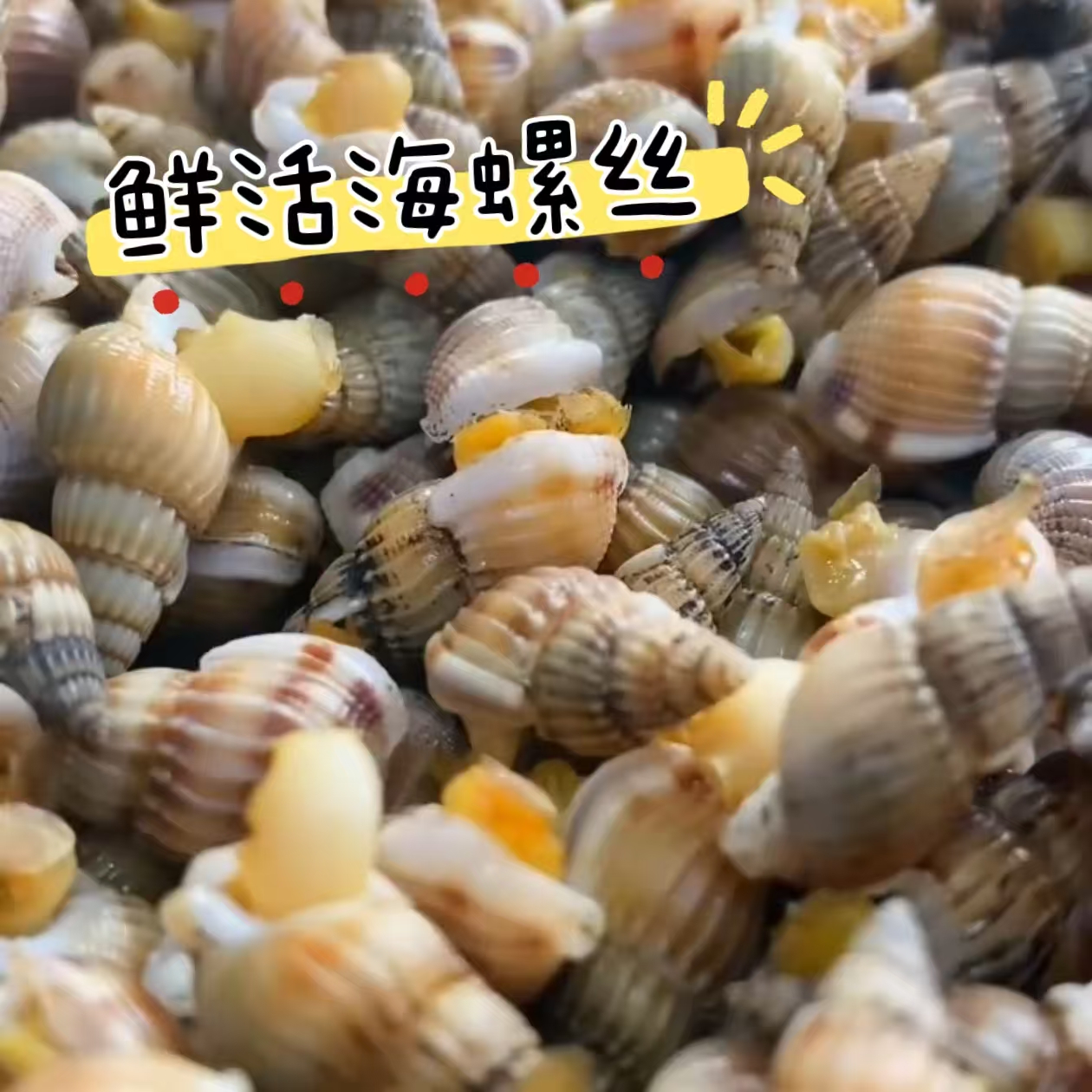 渤海湾大号中号混海螺丝嘎嘎肥400粒左右顺丰包邮保鲜到家