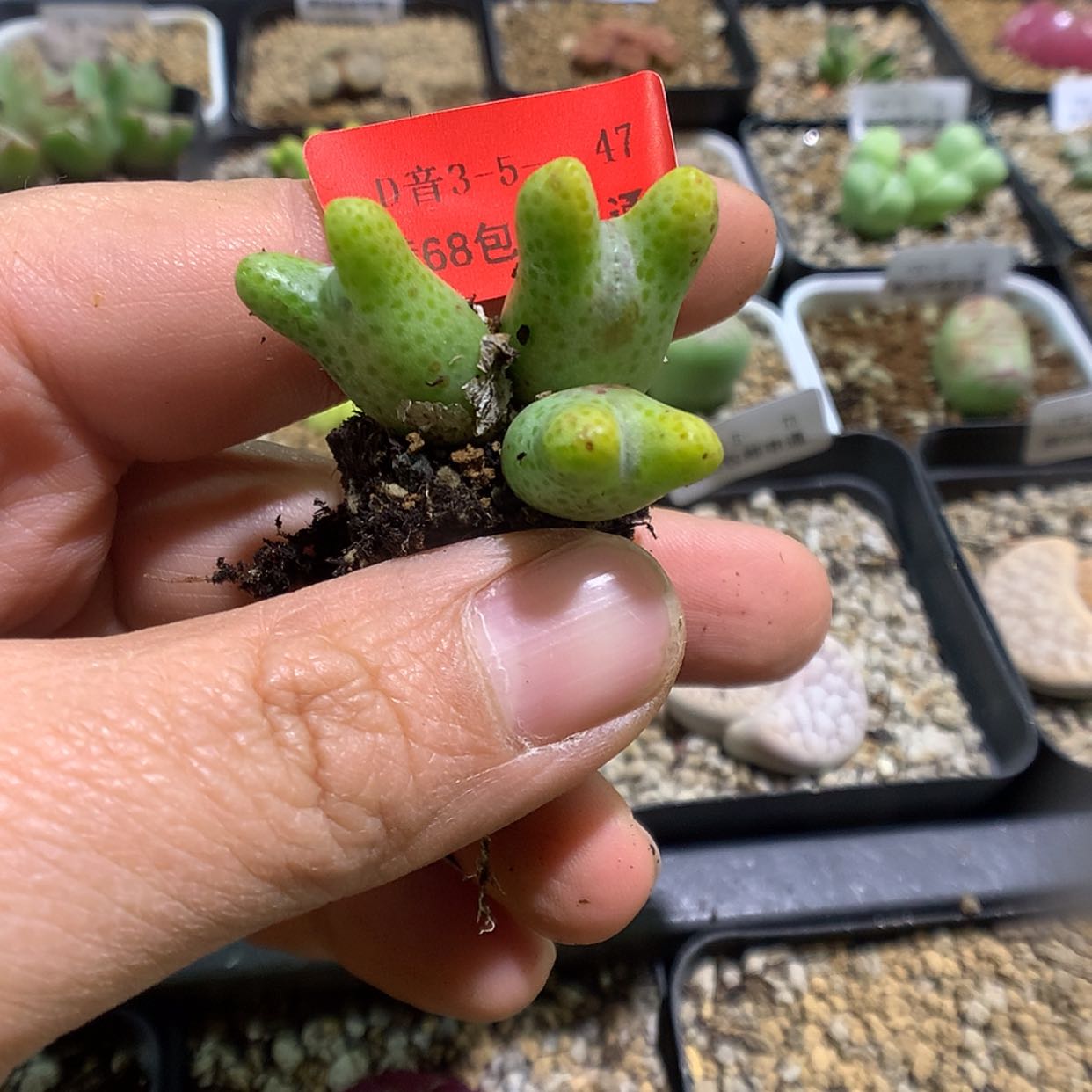 【闪购商品】3-5-47 斑马一颗特30