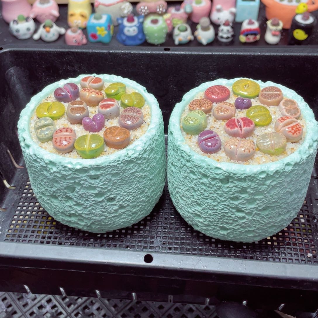 w5889-绿色空气速干，一份一盆量拍