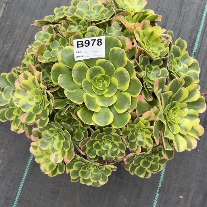 978特斯拉30厘米左右