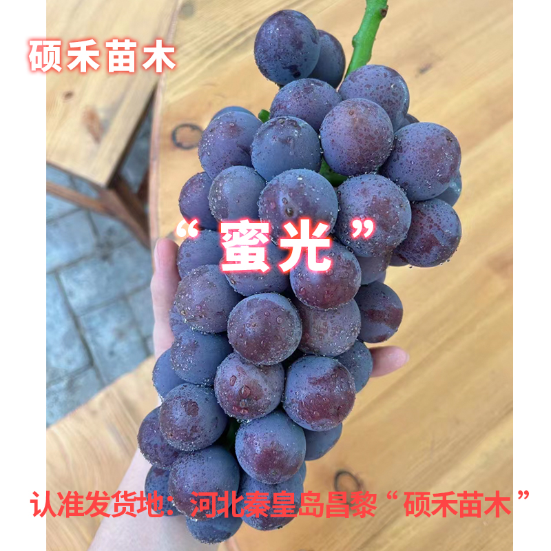 蜜光葡萄苗（夏黑嫁接苗）【满29包邮】硕禾苗木