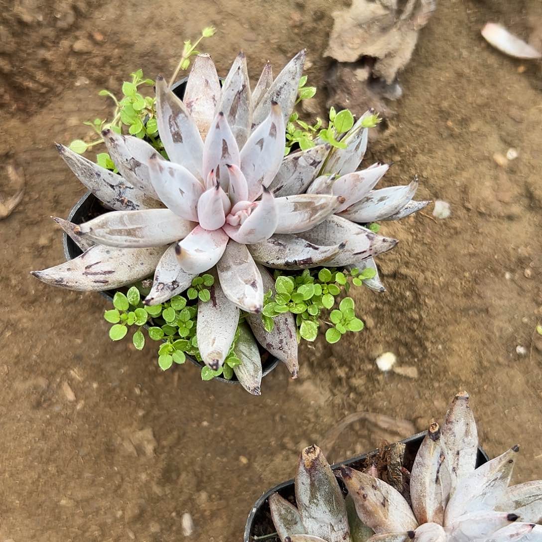 岁***见多肉植物多肉植物