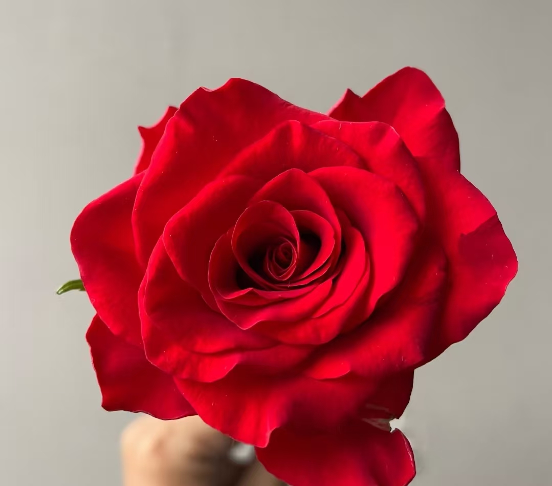 【龙洋花卉】 精选品质  红玫瑰15+5支防损鲜花任意2单包邮