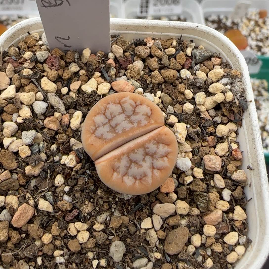 6.12。。。拿铁。。。2012