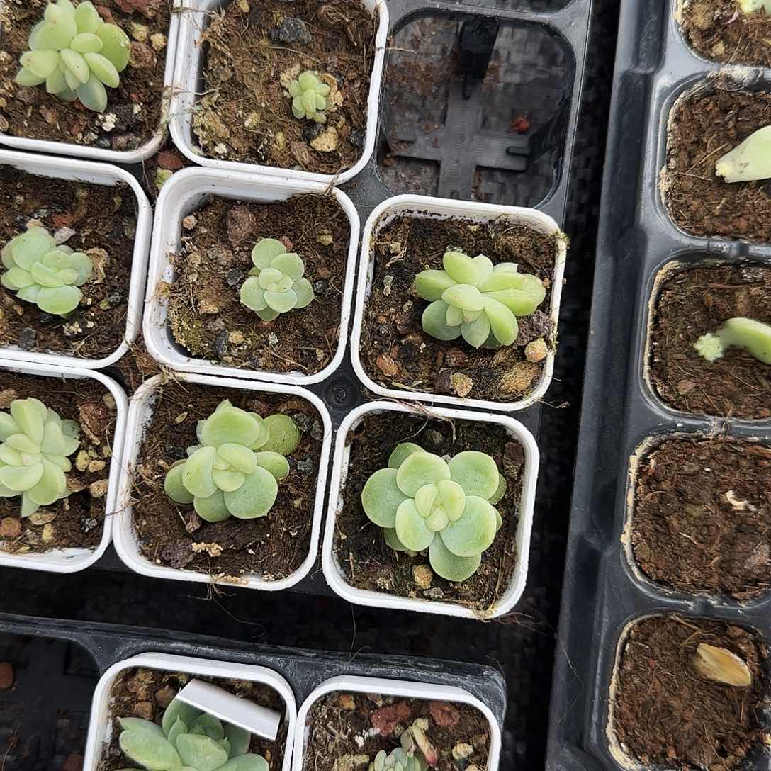 青柠中苗盆一个满25包邮