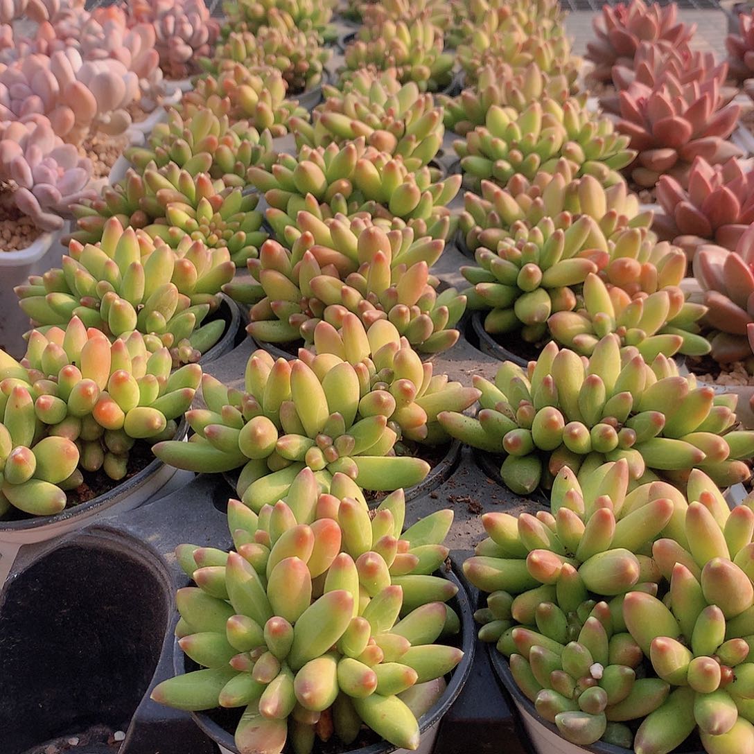 优选千代田00000000000000