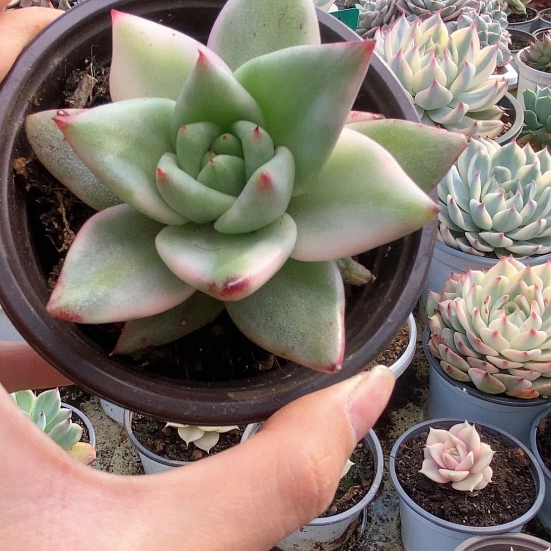 097艾克魂锦锦锦锦锦锦