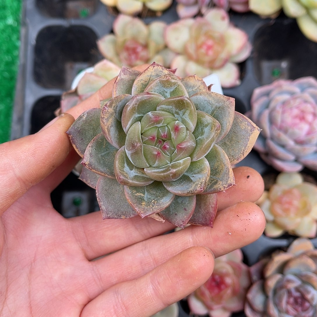 多肉一物一拍9-143