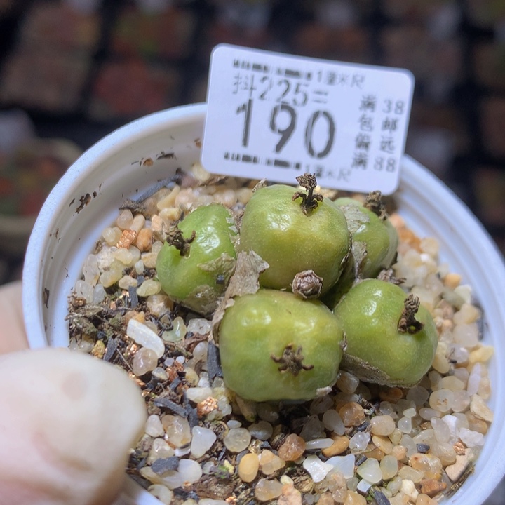 精品生石花225.190