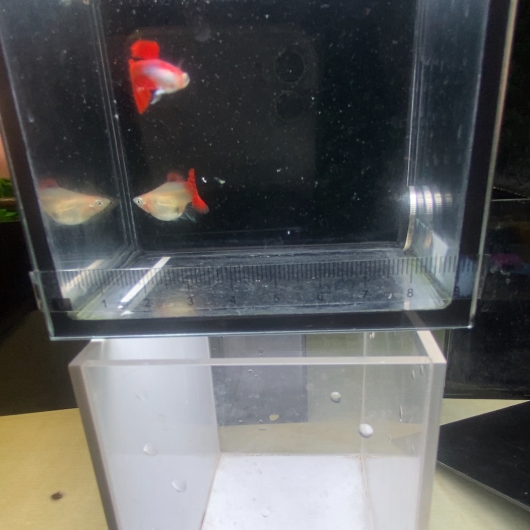 孔雀鱼黄暴球一对