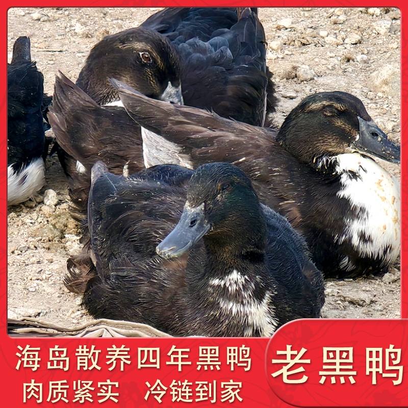 【四年黑鸭】海岛散养四年煲汤老黑鸭海鸭煲汤红烧样样鲜