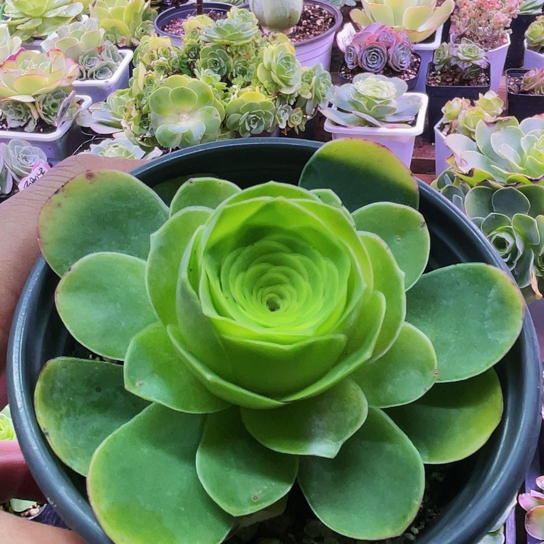 莫娅 满28元非偏远包邮 多肉