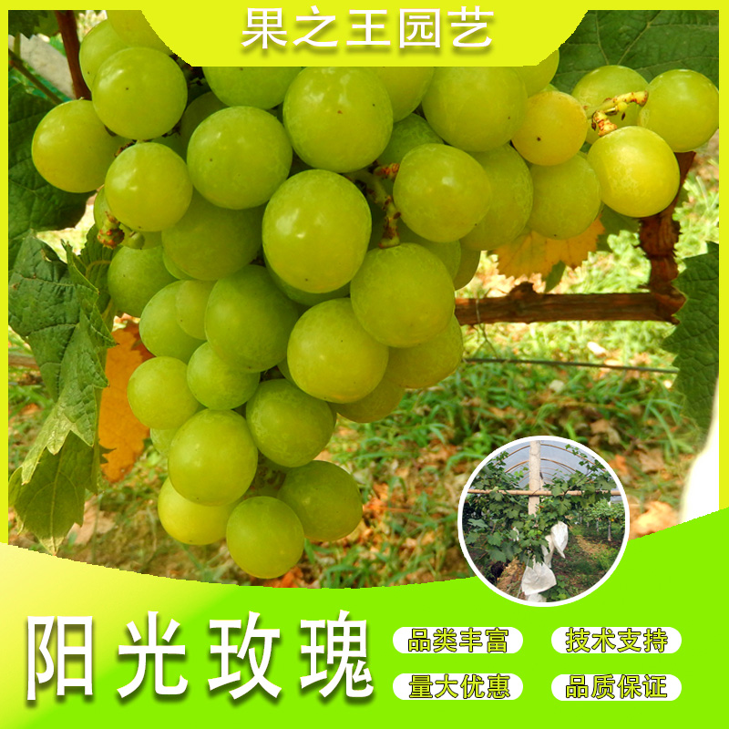 果之王【阳光玫瑰】盆栽地栽正宗嫁接产量高早熟阳台南北种植葡萄苗