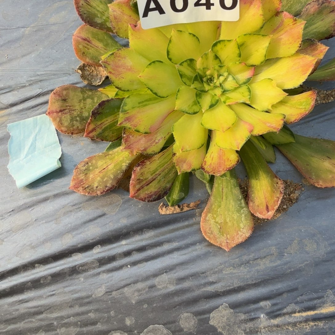 微***笑040知否到秋。多肉植物