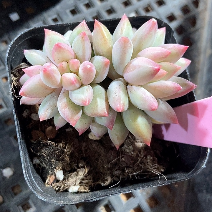 多肉植物虞美人939