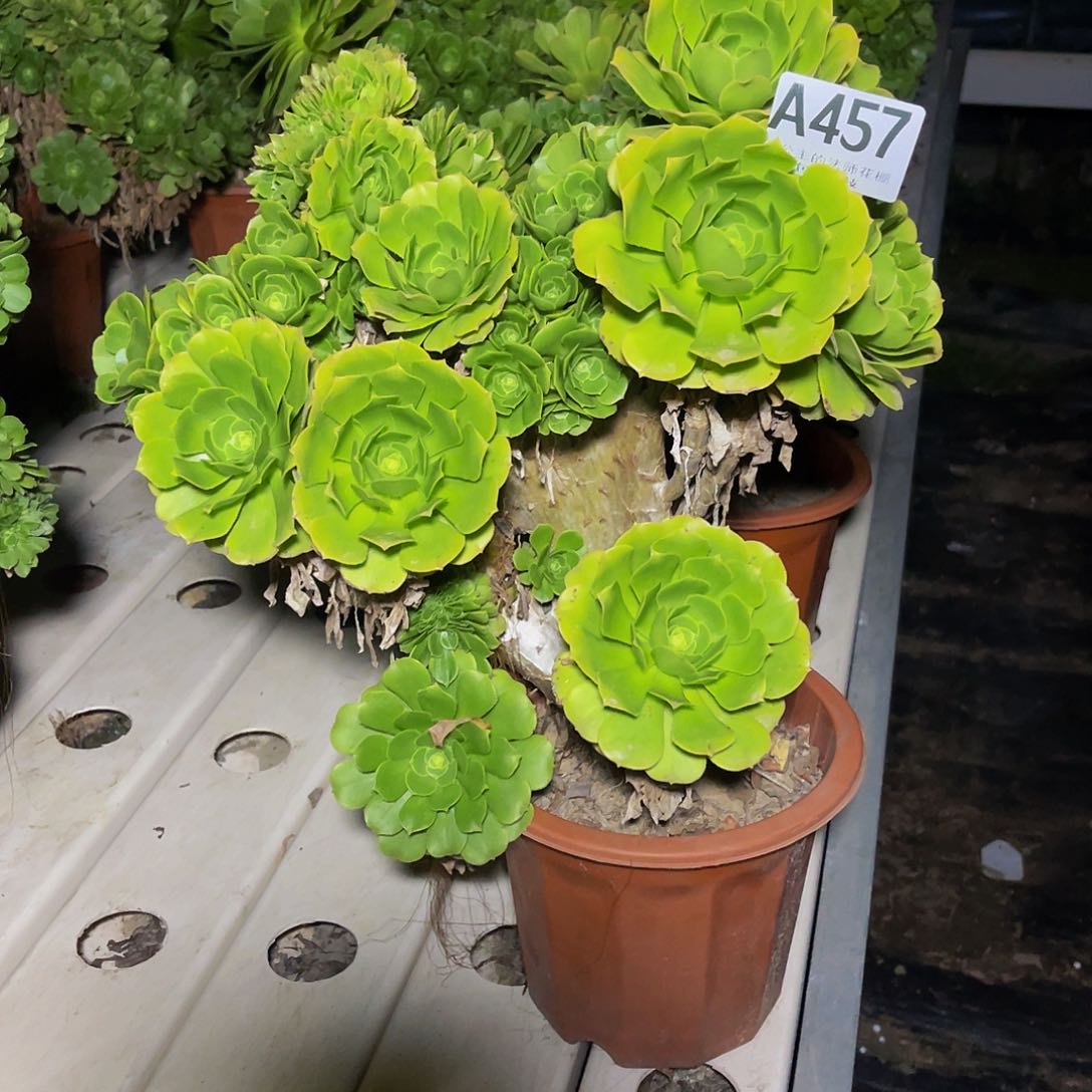 法师法师7//35包邮法师