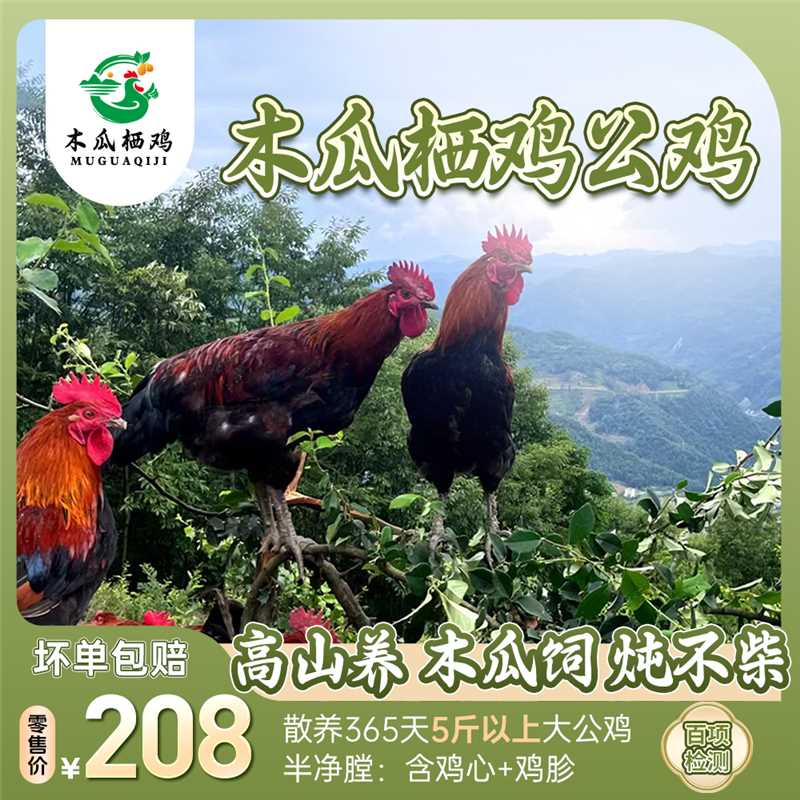 木瓜栖鸡礼盒装5斤大公鸡高山木瓜林下散养肉质紧实炖不柴