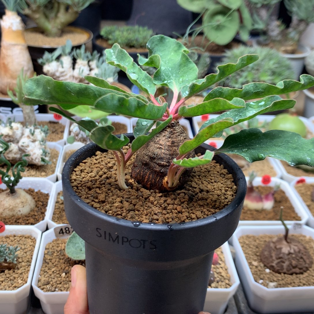 土拨鼠大戟产地带盆