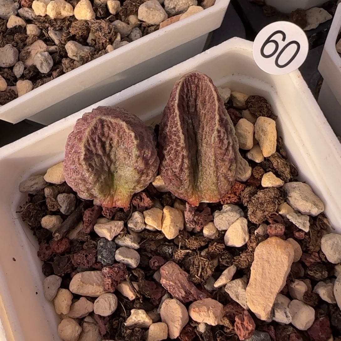 实生水泡多肉植物3060