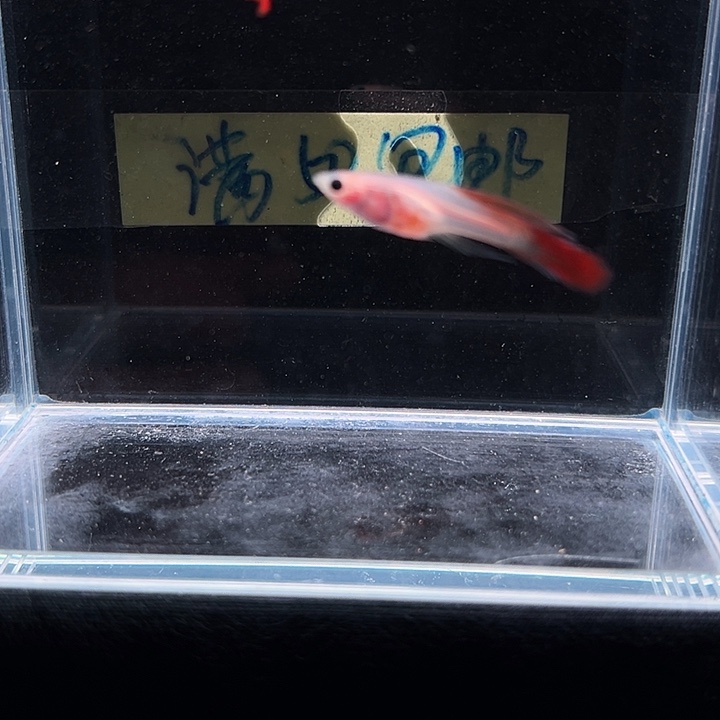 孔雀鱼红珊瑚茅尾