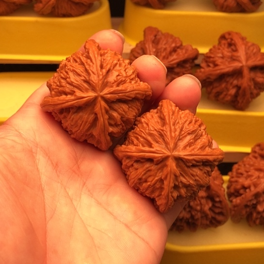 海***大核桃核桃核桃核桃厚薄核桃