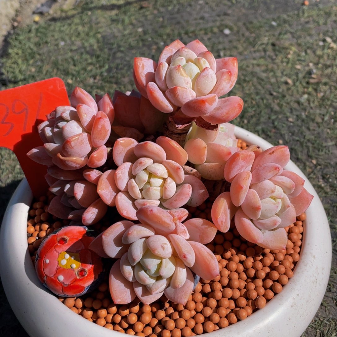 ღ***…1391上午植物群生不带盆