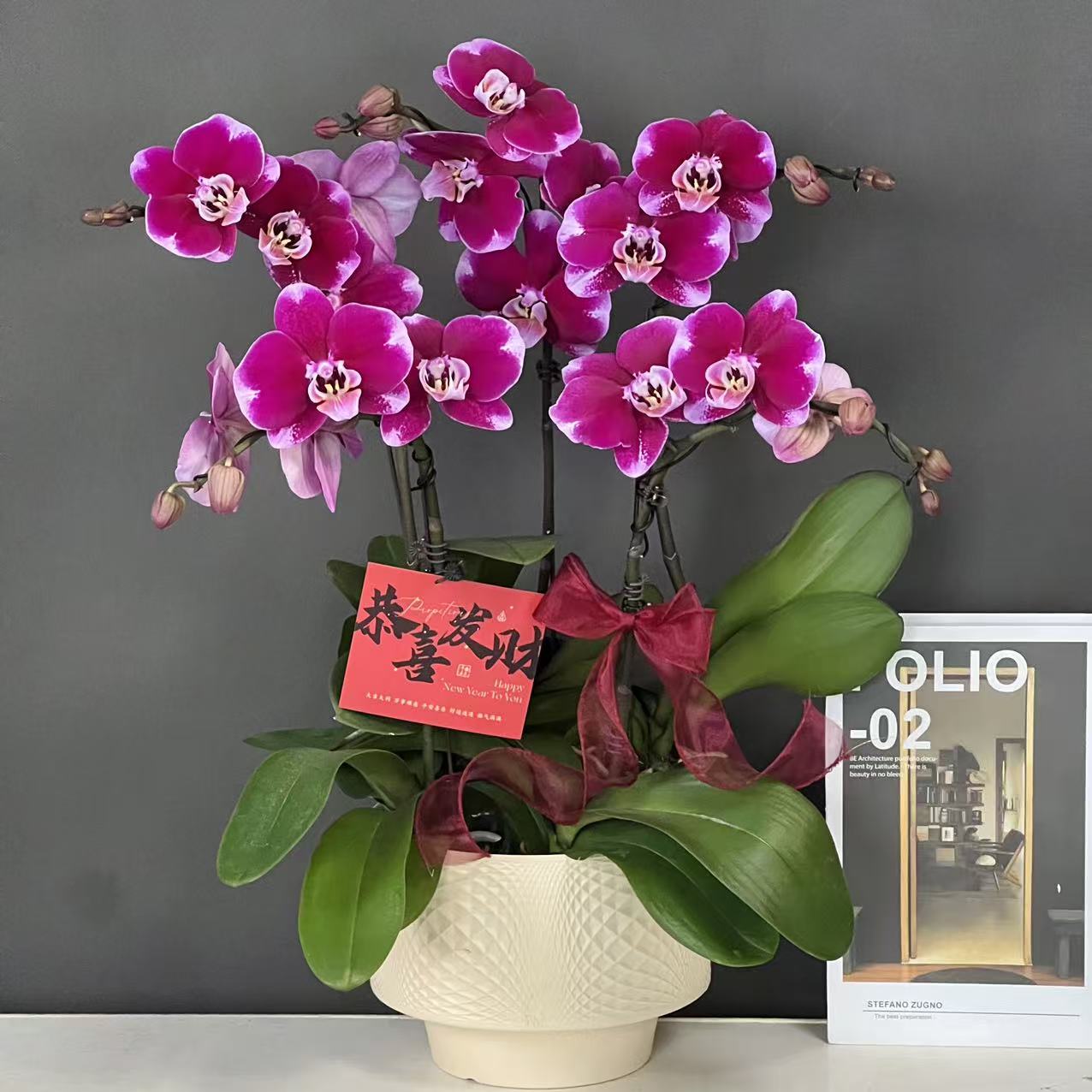 多彩优选（五星上将）欧品紫色高货好养耐开蝴蝶兰鲜花室内花卉