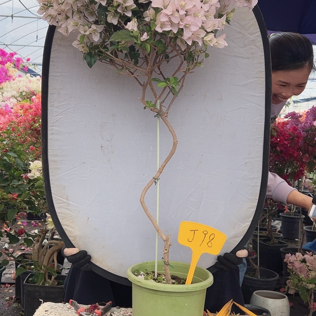 美***！大部分花苞少量开放J98苹果花