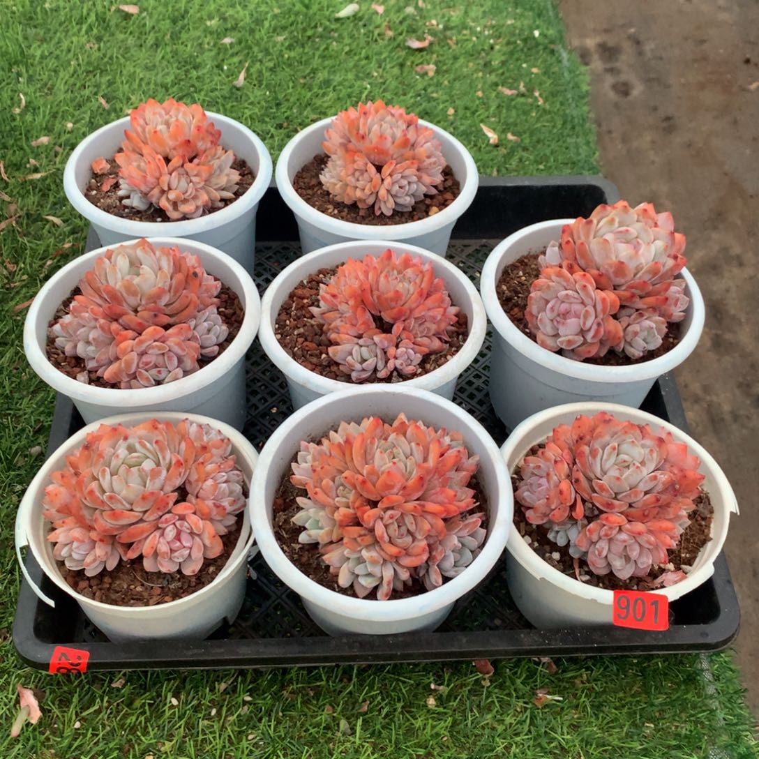 901橙子11111111111111