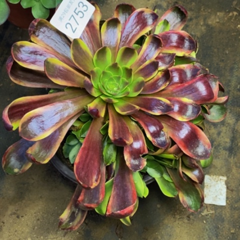 欧嘉莉多肉植物2753