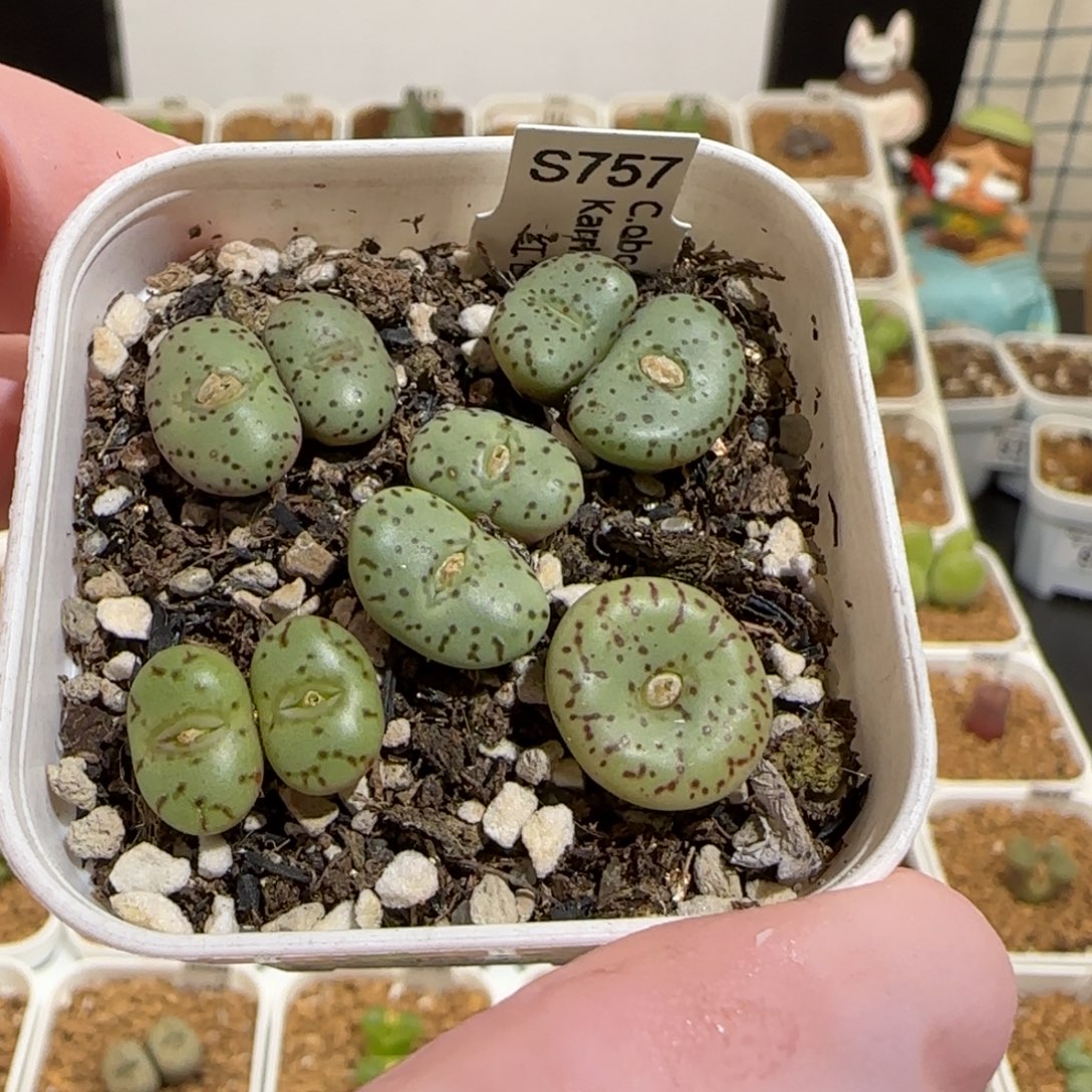 肉锥多肉植物组合-荷叶一盆883