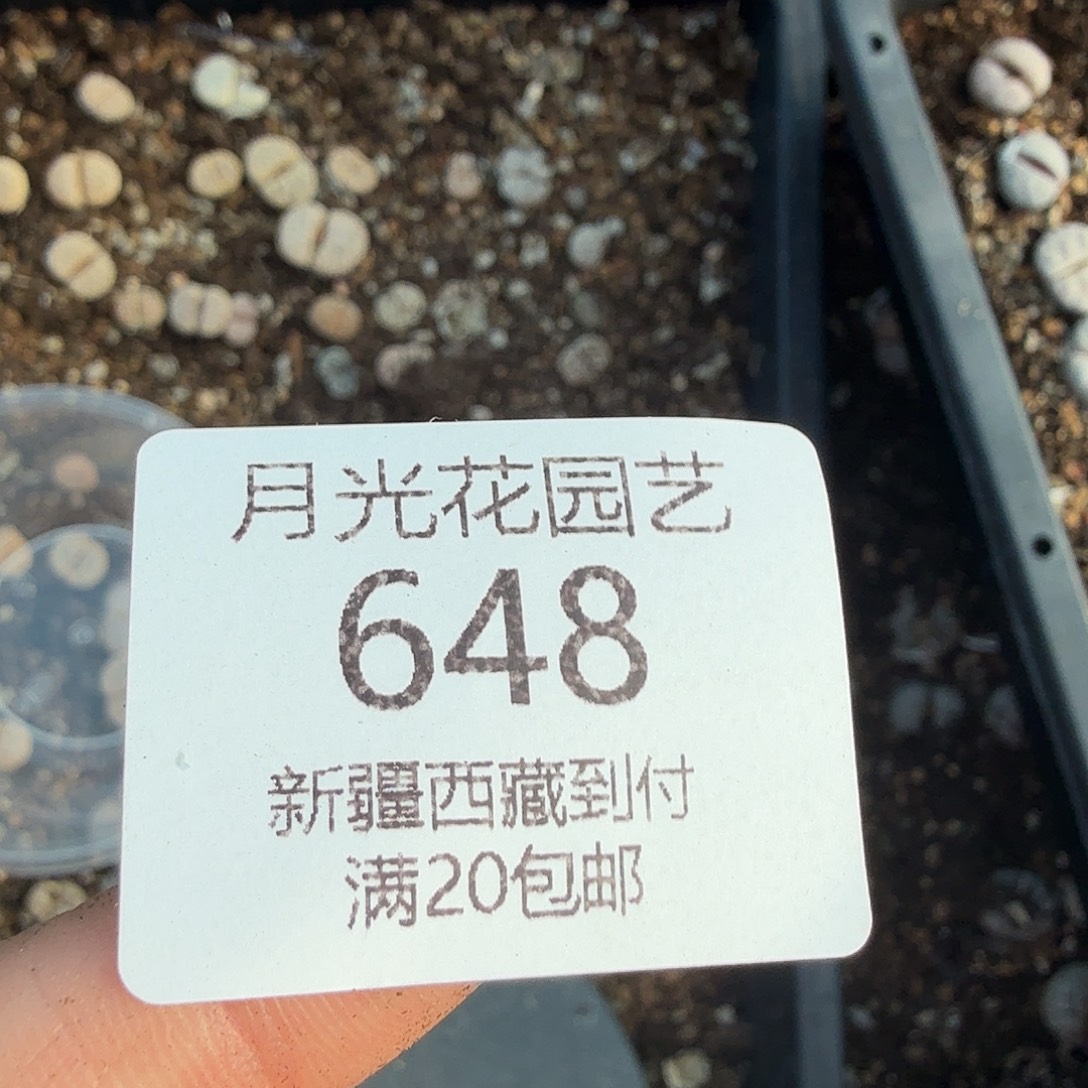 苗***治是因为她没有那么想过一648