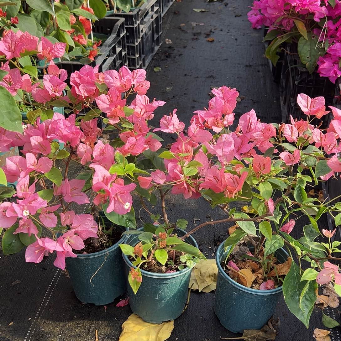 大部分花苞少量开放橙粉公主掌中宝一棵