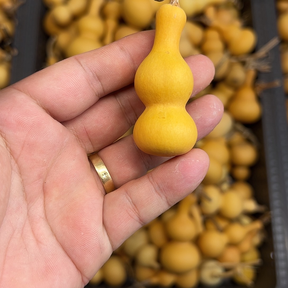 刘***哥葫芦感谢感谢感谢感谢感谢