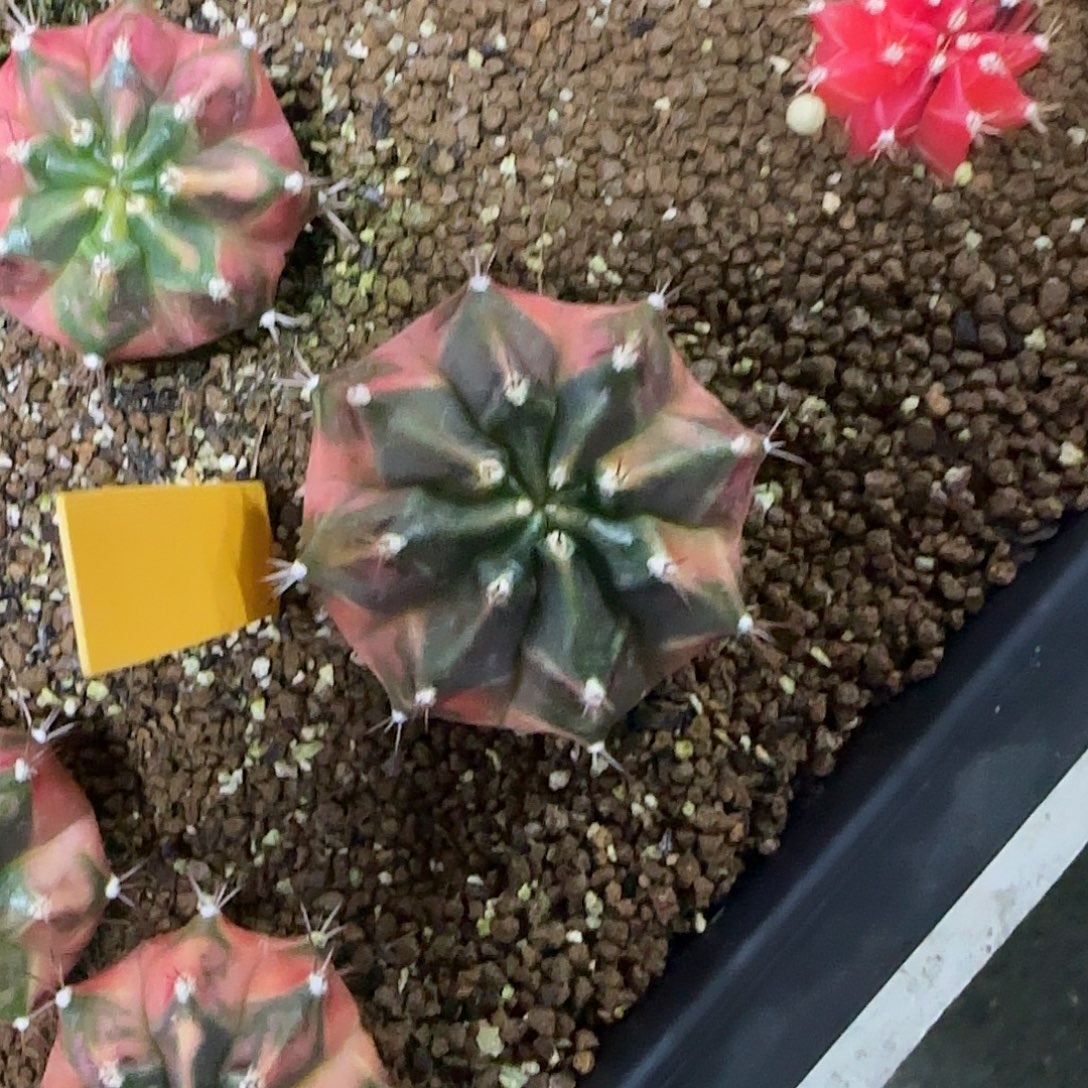 L713-1219泰国发货 秋天