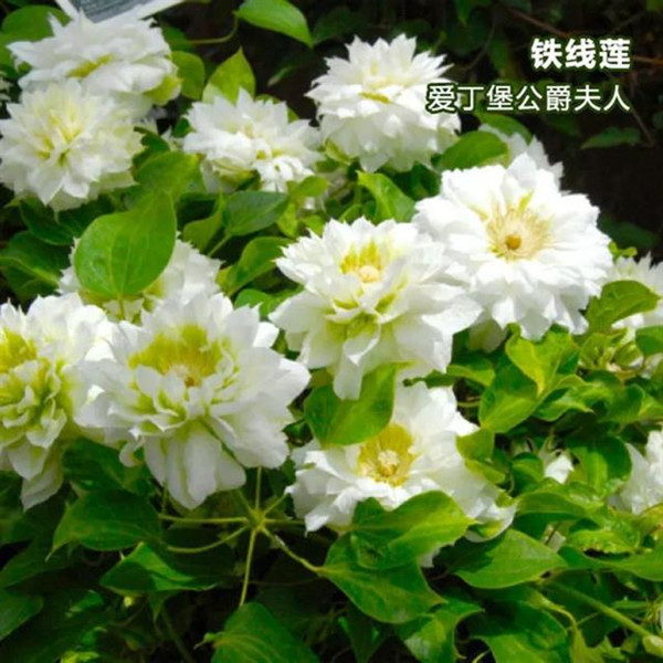 铁线莲爱丁堡公爵夫人大花爬藤庭院花卉盆栽植物粉色耐寒绿植阳台