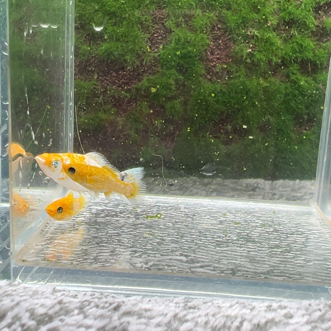 黑玛丽鱼鱼苗3条。 