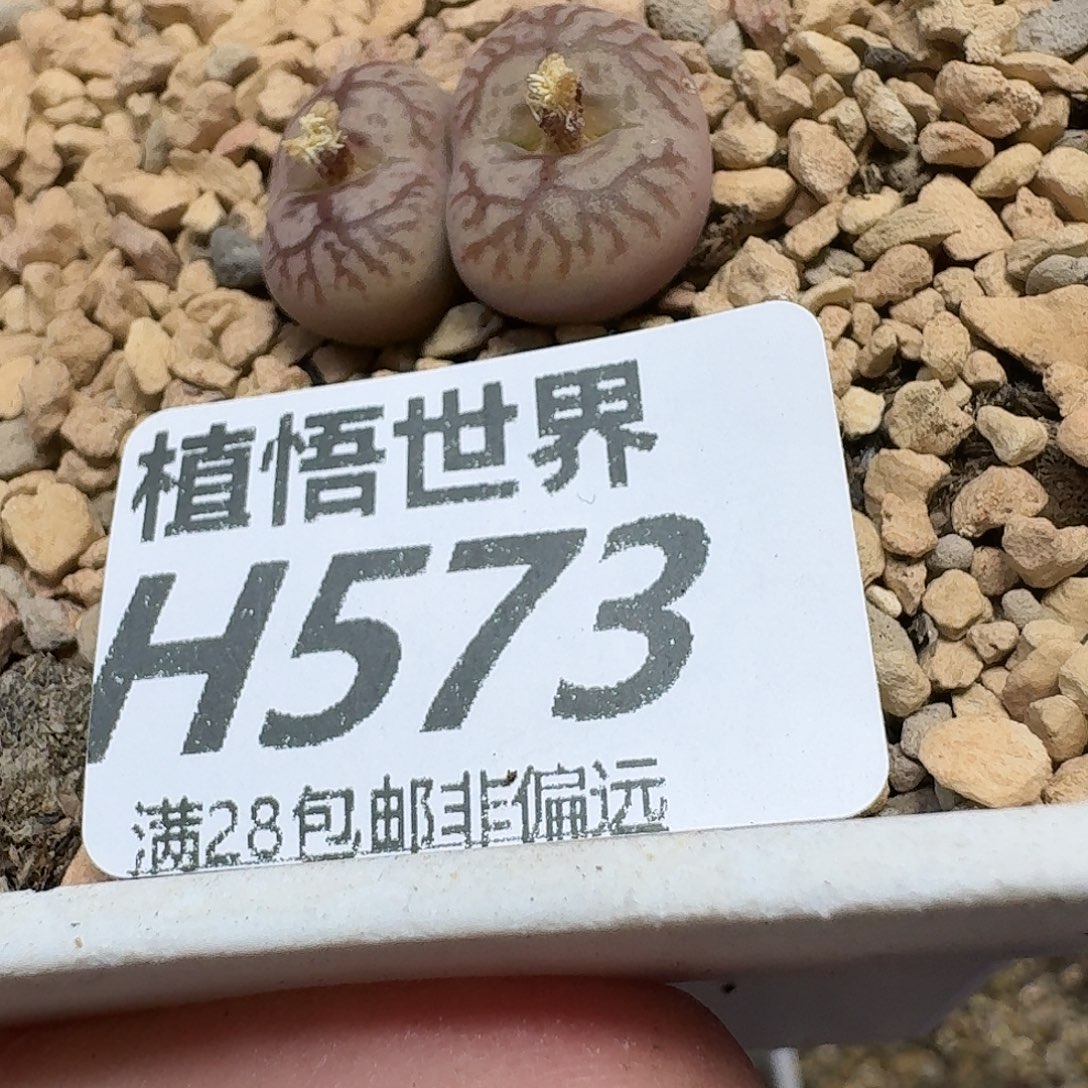 ****️多肉植物的人生ghn