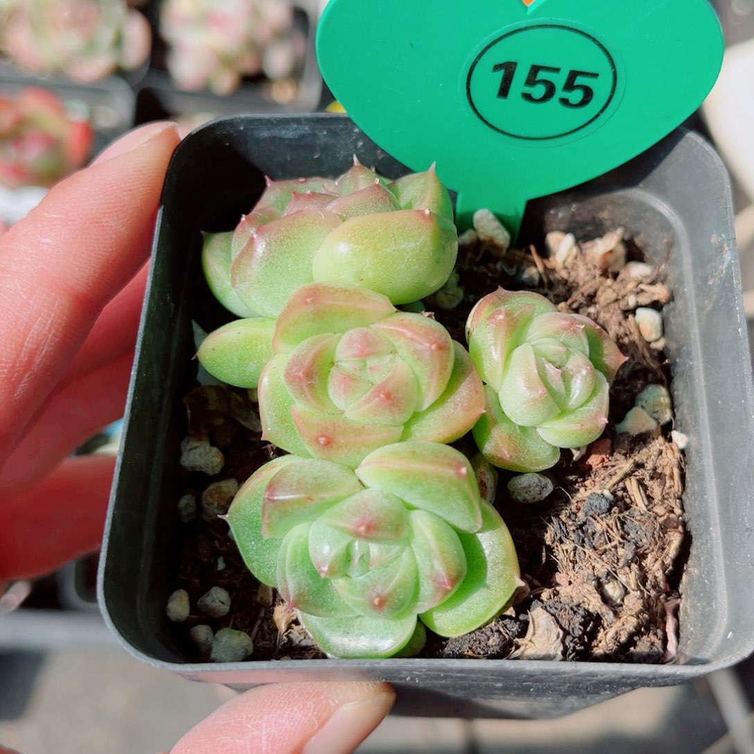 155号小老桩珍妮群
