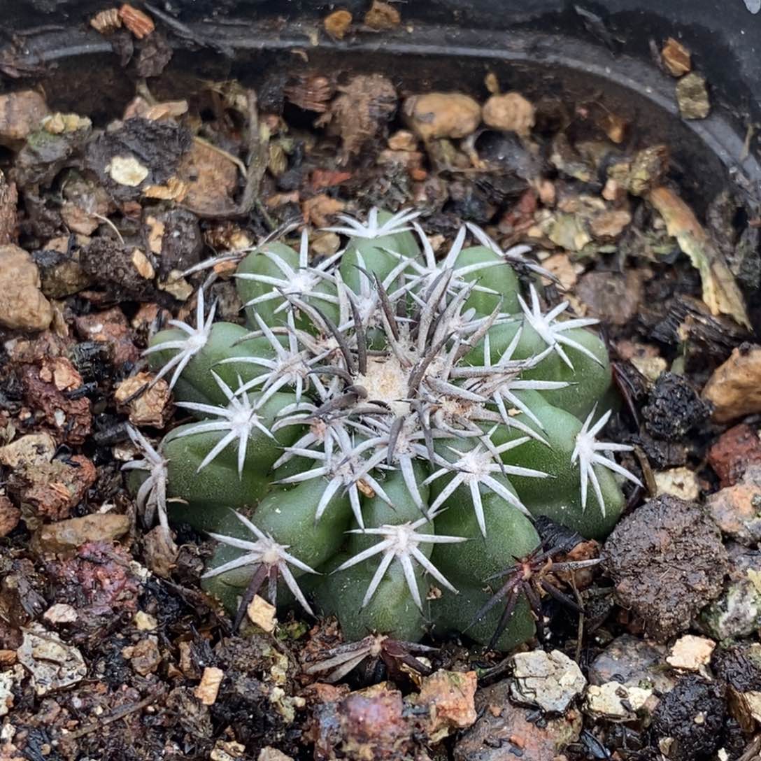 植播园艺豪刺奇特圆盘