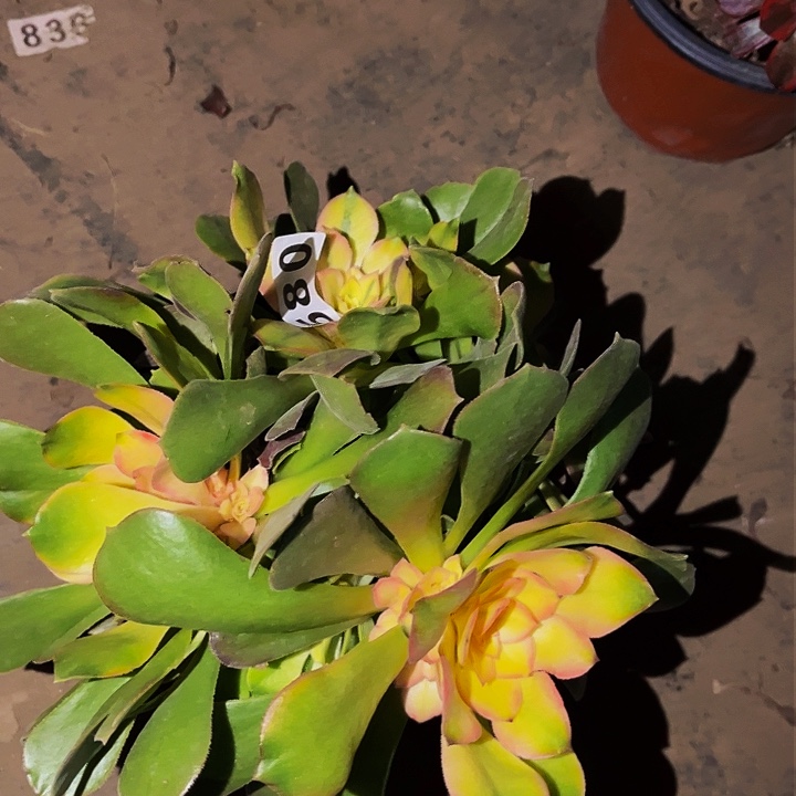 580香妃多肉植物处理不售后