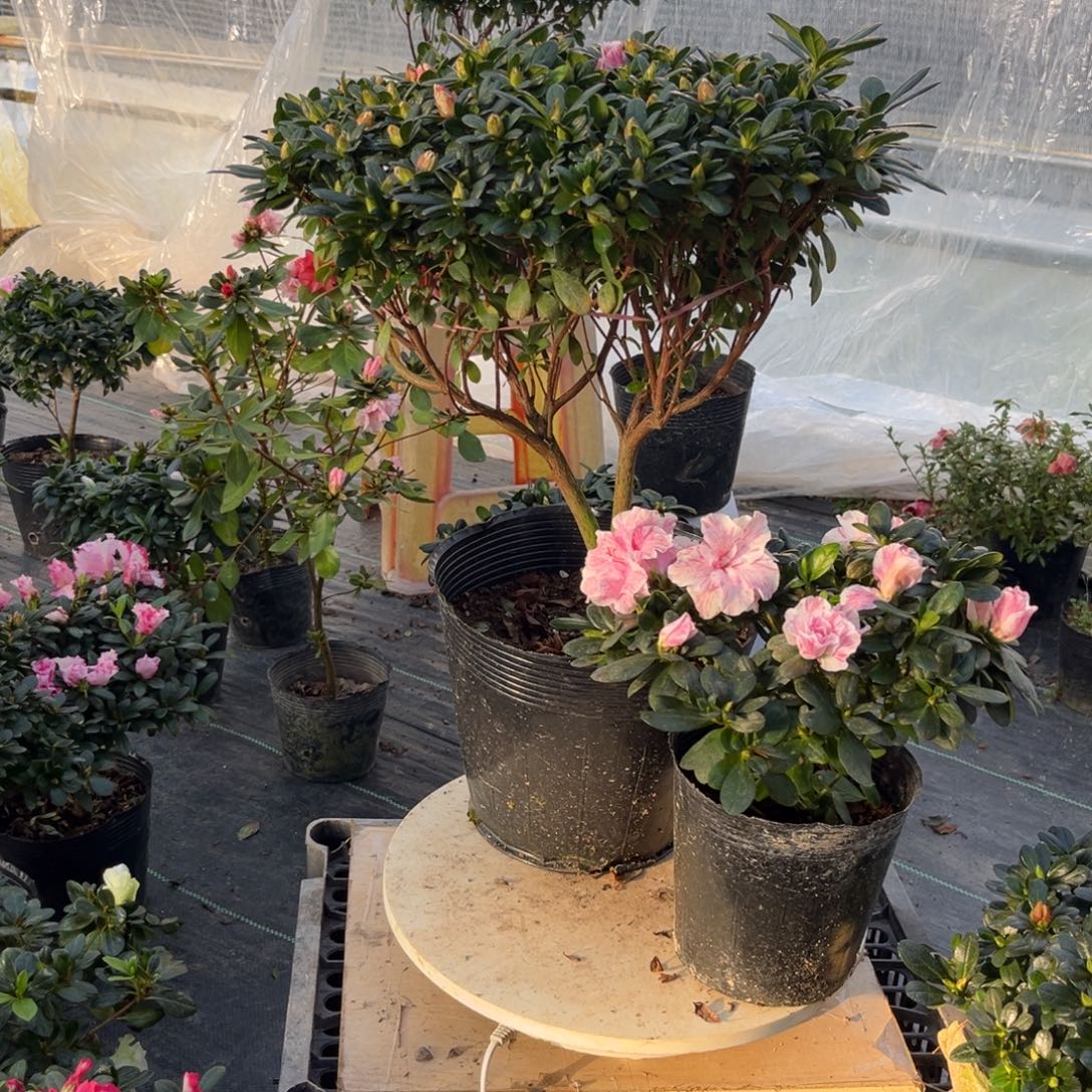 厚***哈当前无花栽培后可以开花