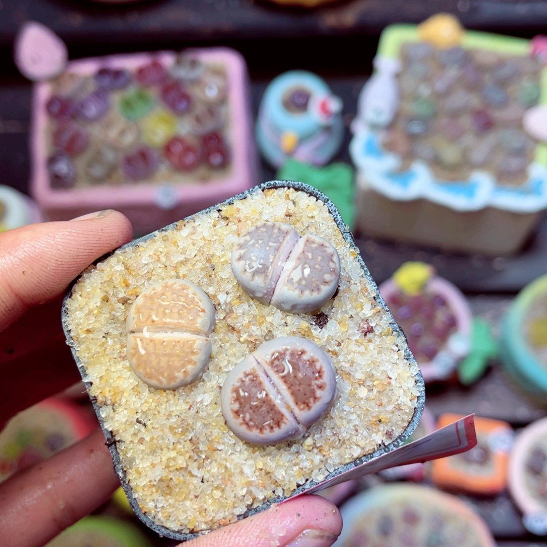 182生石花带盆发1