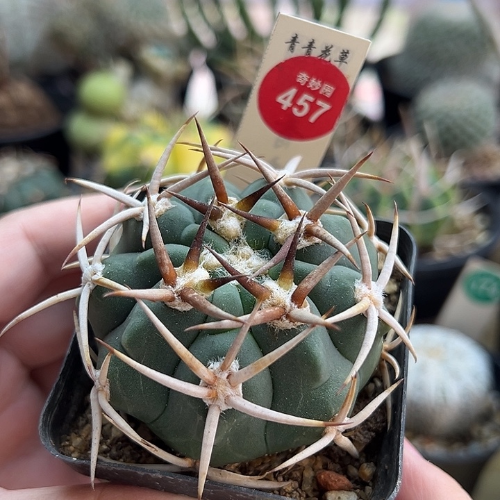 实生五十铃玉豪刺碧岩玉6.2cm