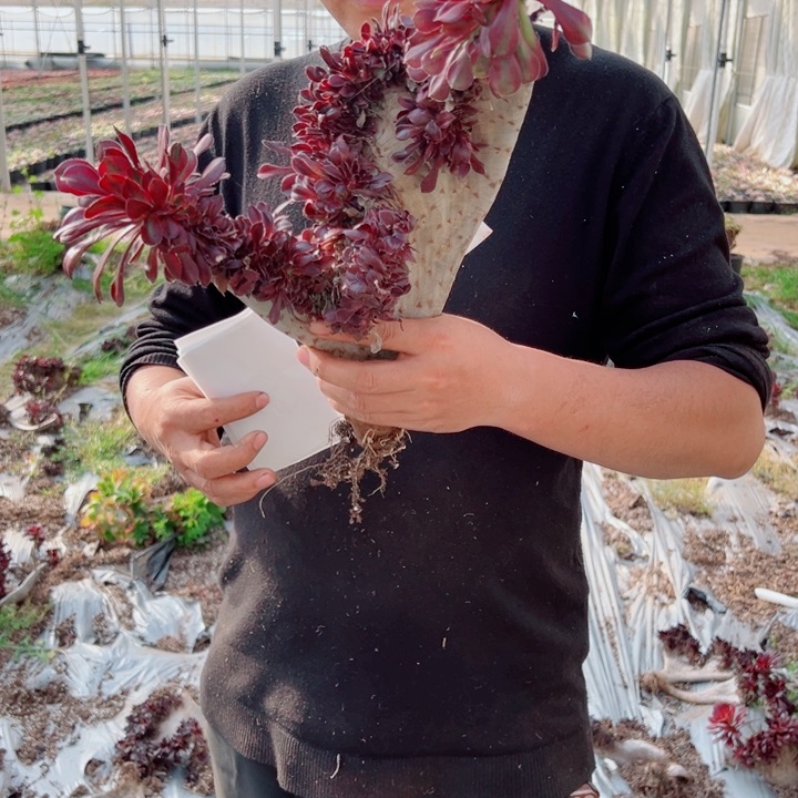 丽娜醉话54号多肉法师