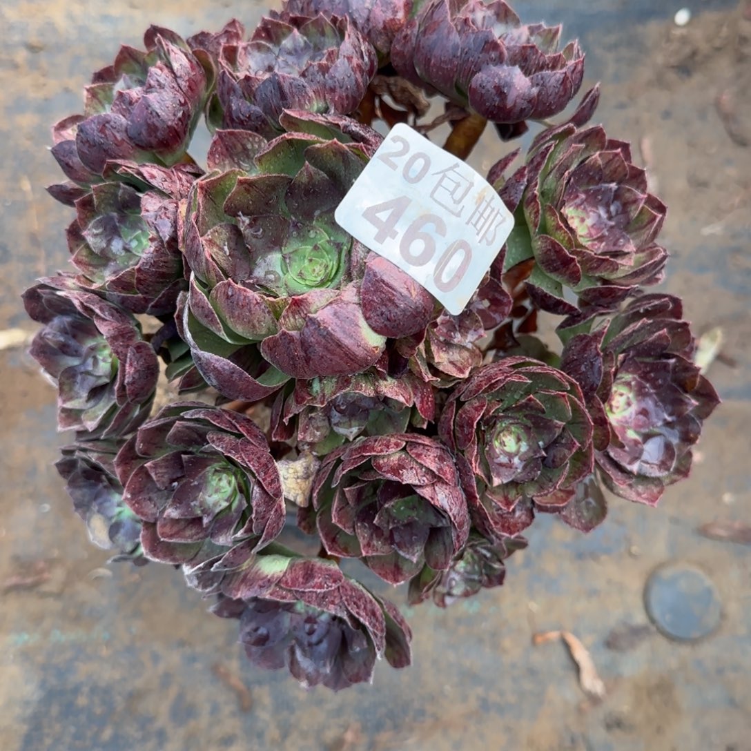 黑魔460满20包邮断枝不包