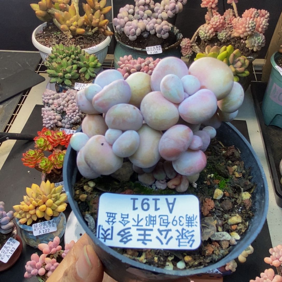 191腰子桃蛋多肉有砍