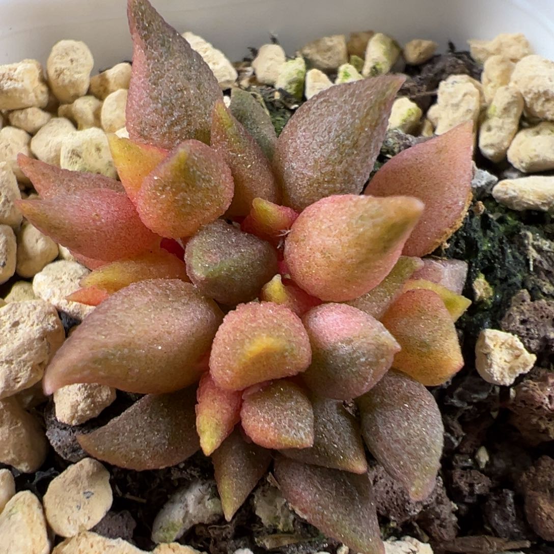 小辣椒锦多头纯木质桩多肉植物