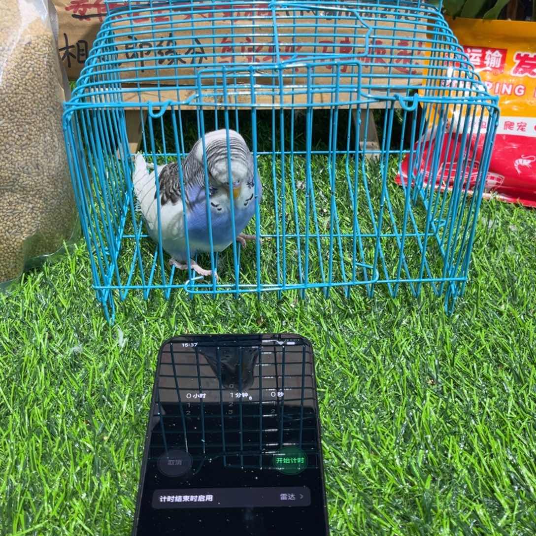 S****虎皮鹦鹉大头虎皮鹦鹉一只，一物一拍不退换竞拍。