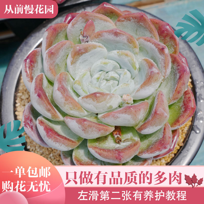 057-胖体冰玉-从前慢花园东云系多肉植物